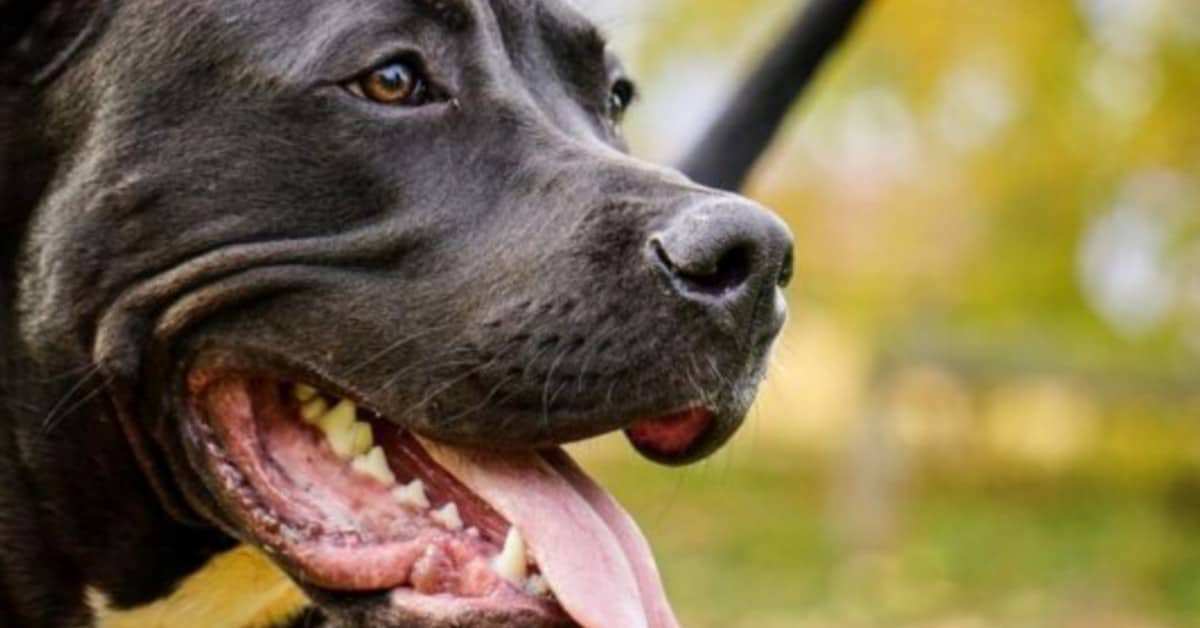 Vercelli: pitbull di famiglia attacca due bambine. Grave la sorellina più piccola