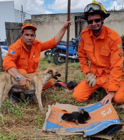 cagnolina-chiede-aiuto-agli-umani-per-salvare-i-suoi-cuccioli 1