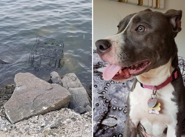 River-il-cane-chiuso-in-una-gabbia-e-gettato-nel-mare