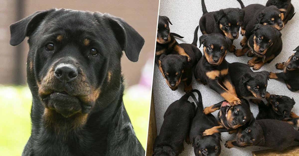 Rottweiler dà alla luce la più grande cucciolata del Regno Unito