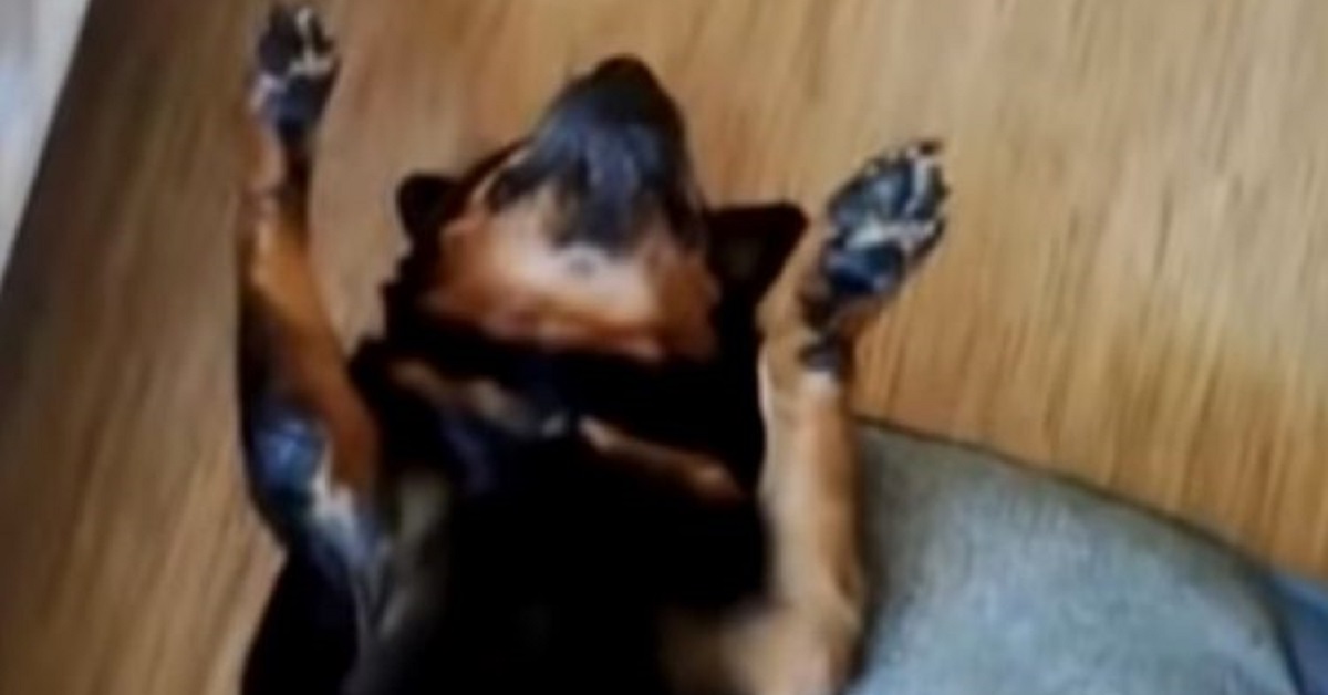 Rottweiler si finge svenuto per non prendere la medicina