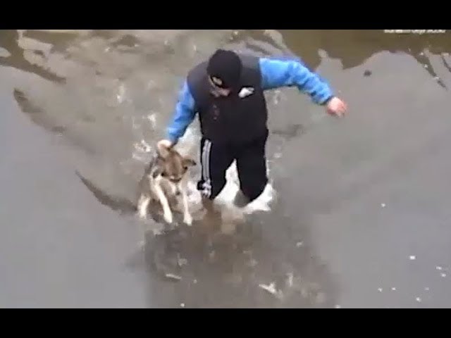 uomo-salva-la-vita-del-cane-in-pericolo 2
