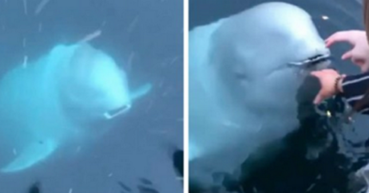 Un enorme beluga restituisce il telefono alla ragazza che lo aveva perso in mare
