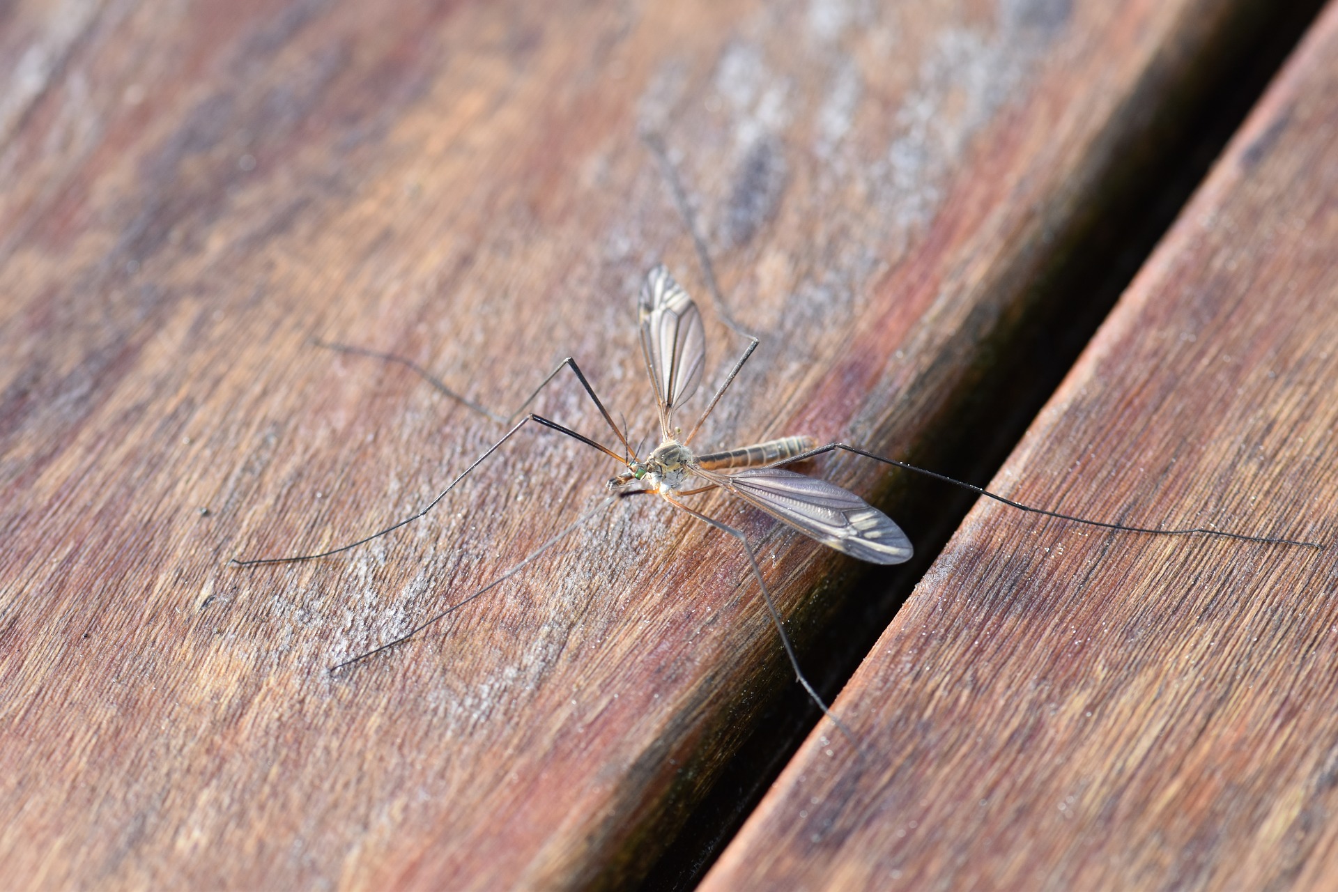 Zanzare, rimedi utili per evitare di averle intorno