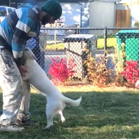 il-cane-con-l'olfatto-molto-sviluppato 1