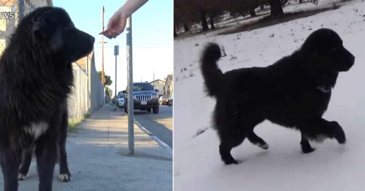 Cane gigante abbandonato in strada, salvato per miracolo