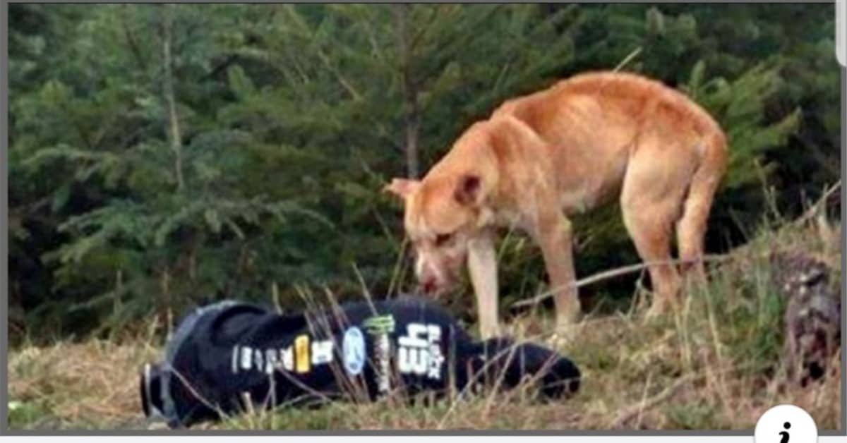 Il salvataggio di Bear