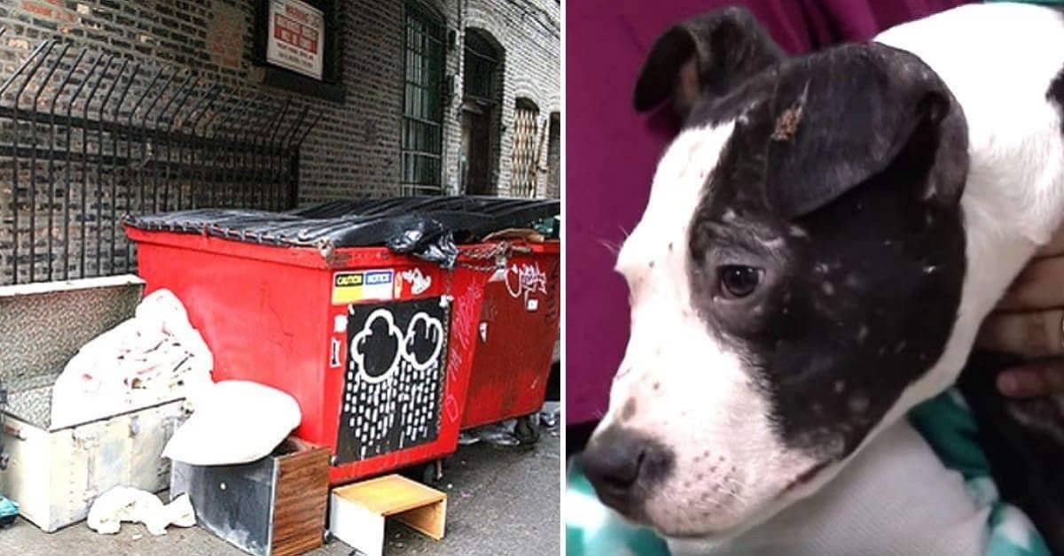 Il cucciolo usato come esca, è stato abbandonato