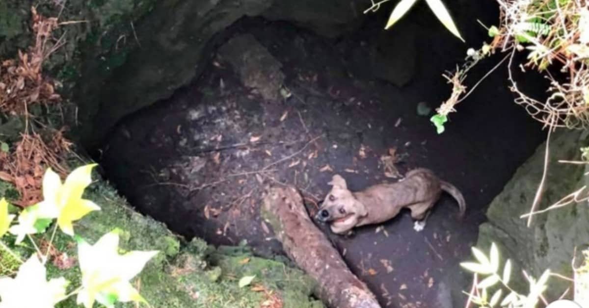 Il salvataggio del cane, intrappolato sotto la grotta