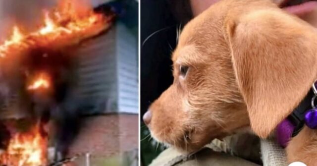 Durante-l'incendio-nell'abitazione-la-piccola-Yoda-è-rimasta-intrappolata-dentro-ma-alla-fine...