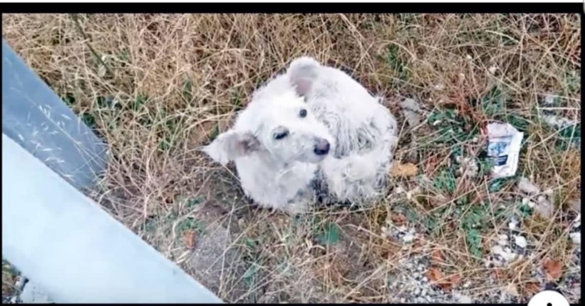 La cagnolina che voleva solo andare via da questo mondo