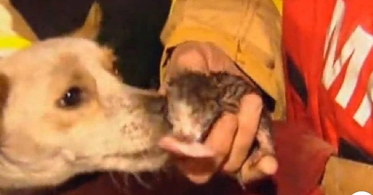 Leo il cane che ha messo in pericolo la sua vita per salvare quella di 4 gattini