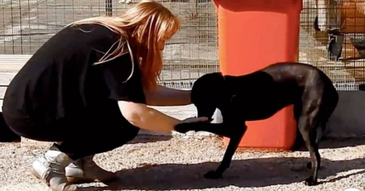 La storia di Sofi, la cagnolina che non voleva nessuno