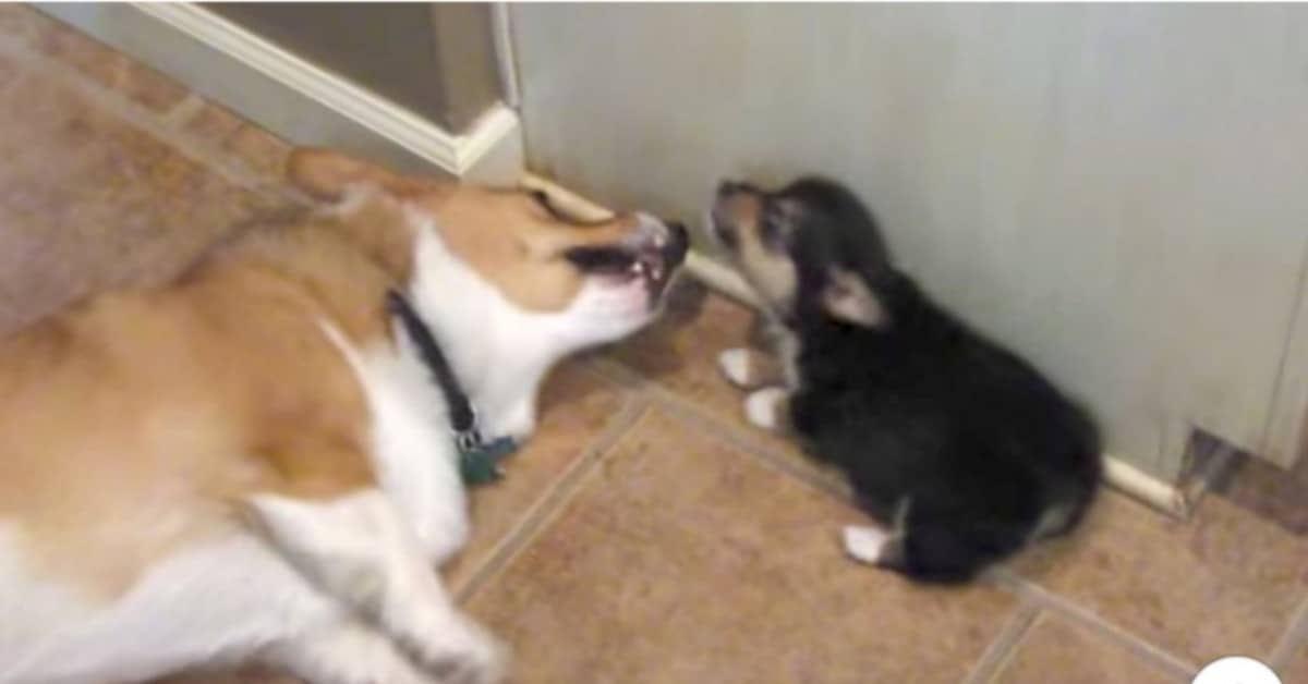 La discussione molto divertente tra i due cani