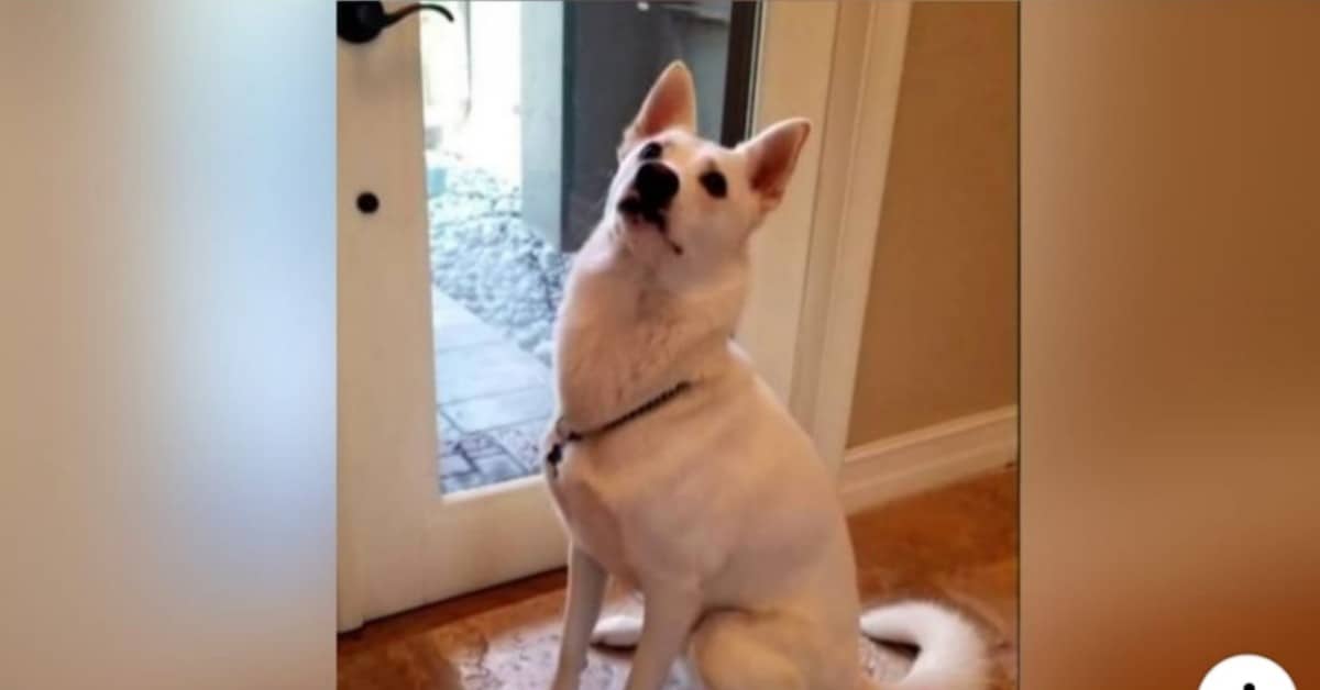 Il cane non vuole smettere di abbaiare, ma il motivo è davvero speciale
