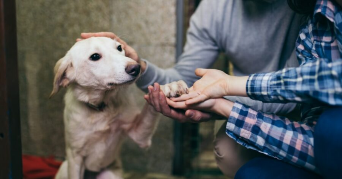 Adottare un cane, i pro e i contro