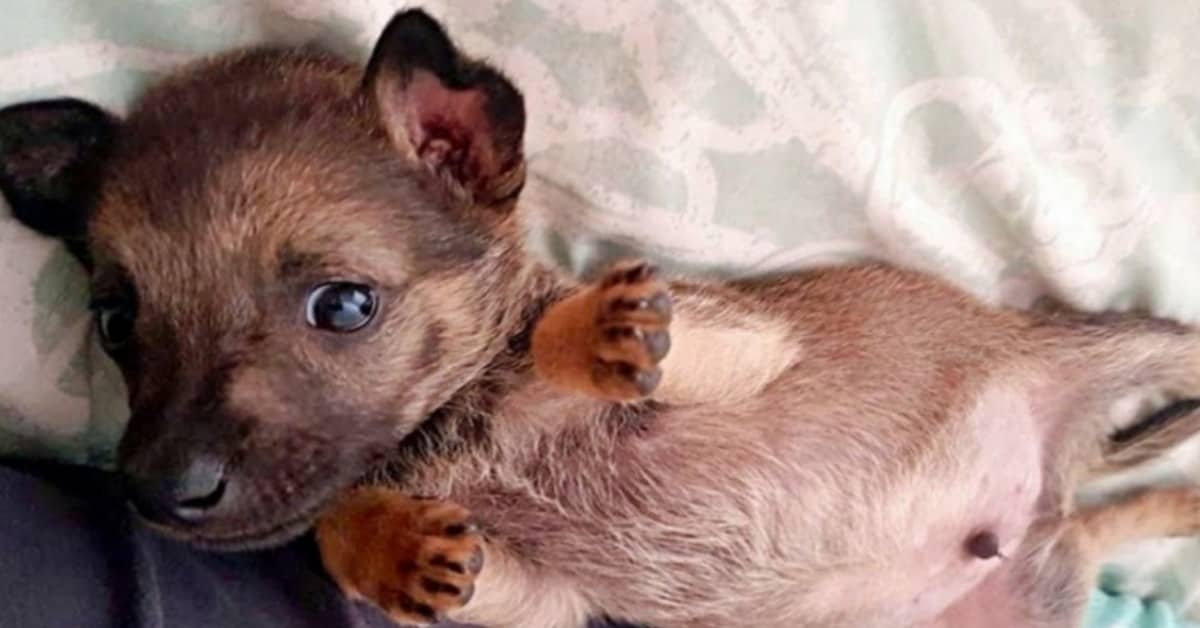 Murphy, il cucciolo maltrattato per divertimento