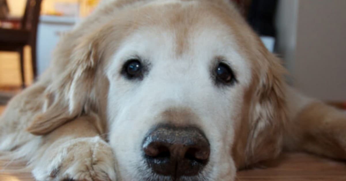 Osteoartrite nel cane: cause, sintomi e cure