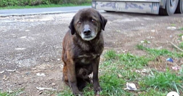 il-salvataggio-di-Mowgli-il-cagnolino-trovato-su-una-strada-trafficata