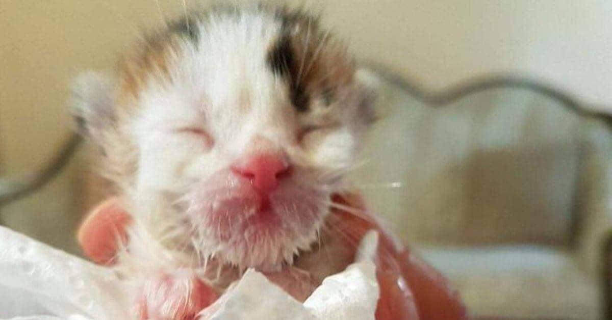 Il gattino trovato nella discarica