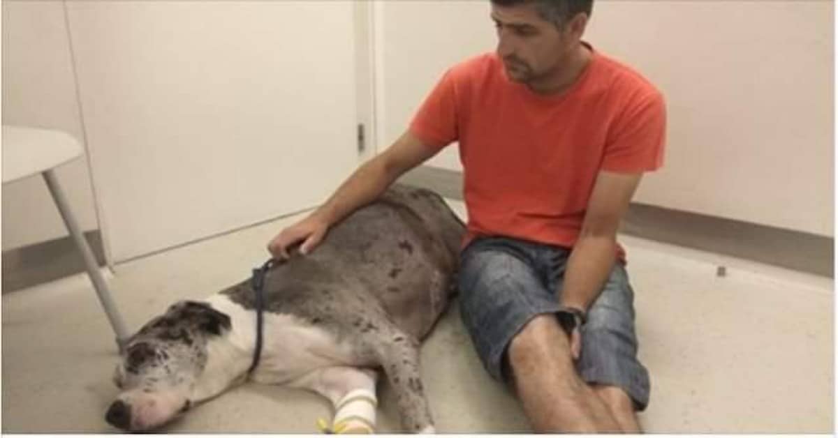 Milton vuole vendere la sua auto per pagare le spese mediche di Myna la sua cagnolina