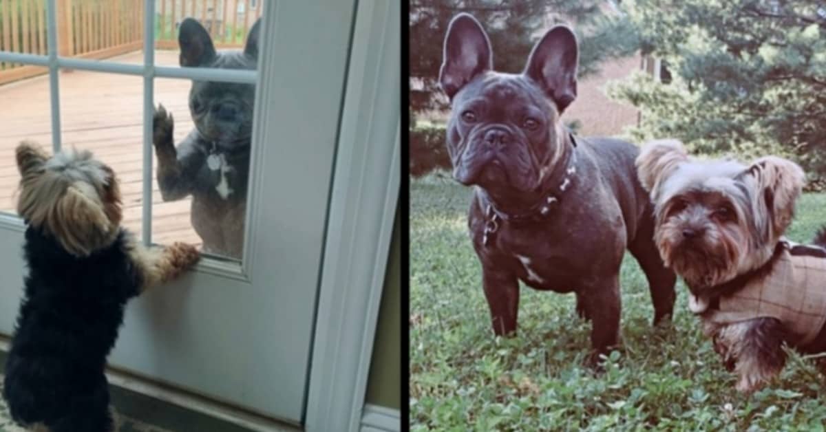 L’amicizia speciale tra Cooper e Rhino