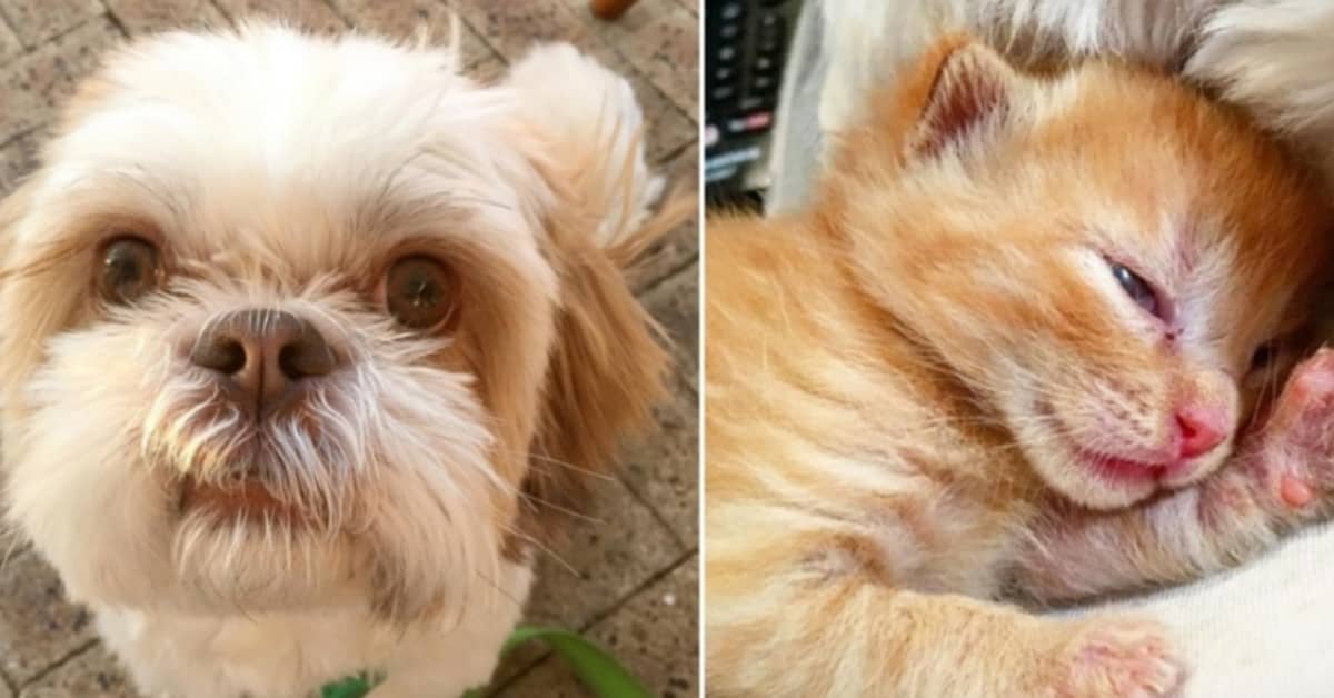 Moon, un cagnolino davvero speciale