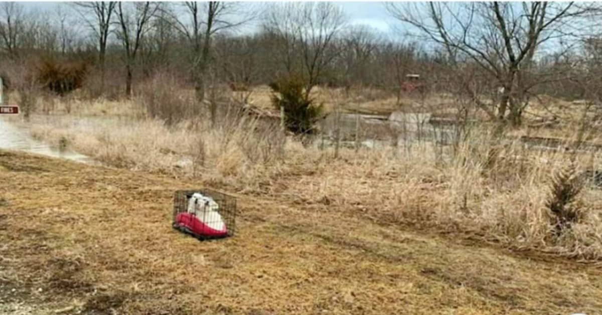 I cagnolini abbandonati vicino al lago