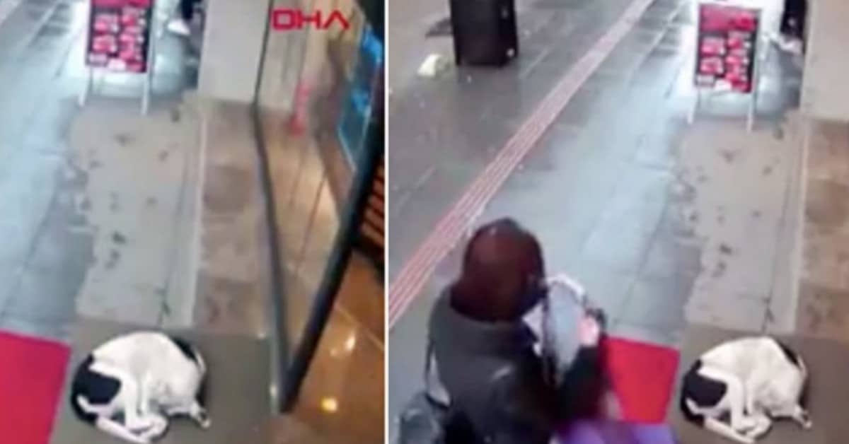 Il gesto gentile della donna al cagnolino