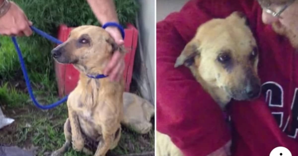 La storia di Lemming, un cane speciale