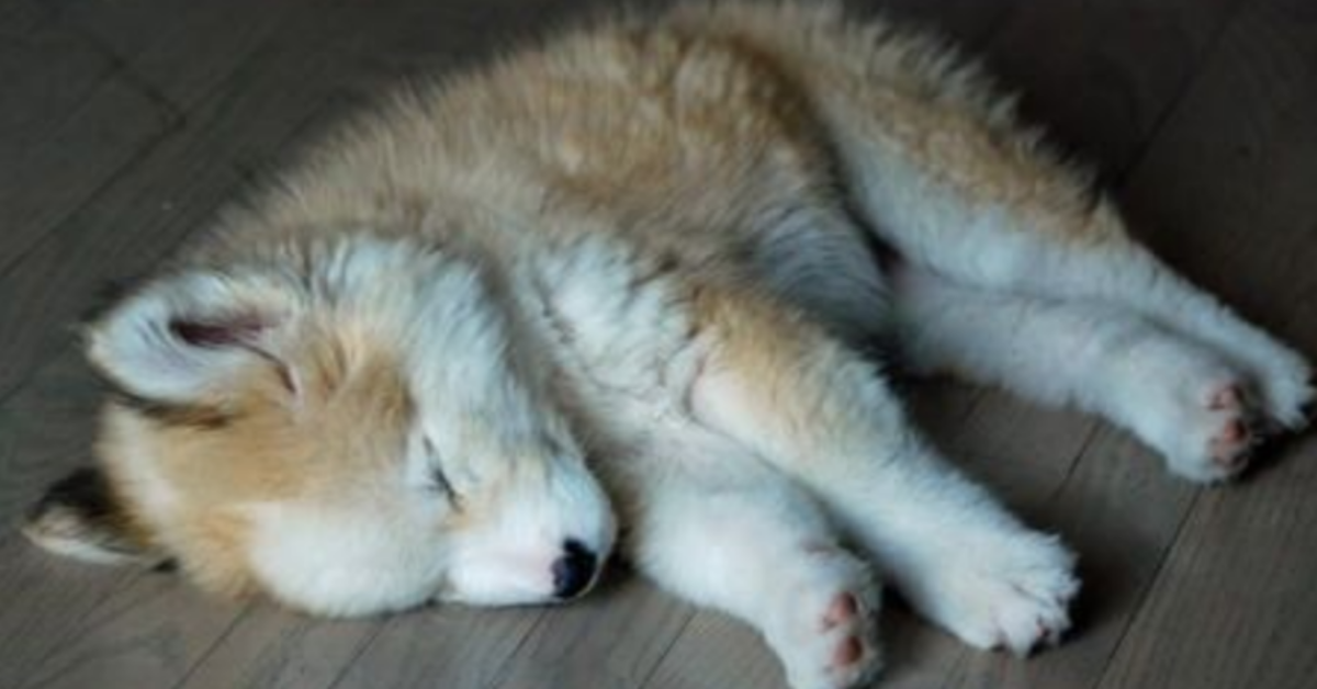 Uomo adotta un cucciolo abbandonato ma solo in seguito scopre di che razza è