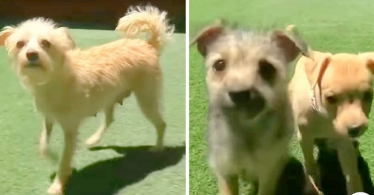 Il salvataggio del cane, con i suoi cuccioli