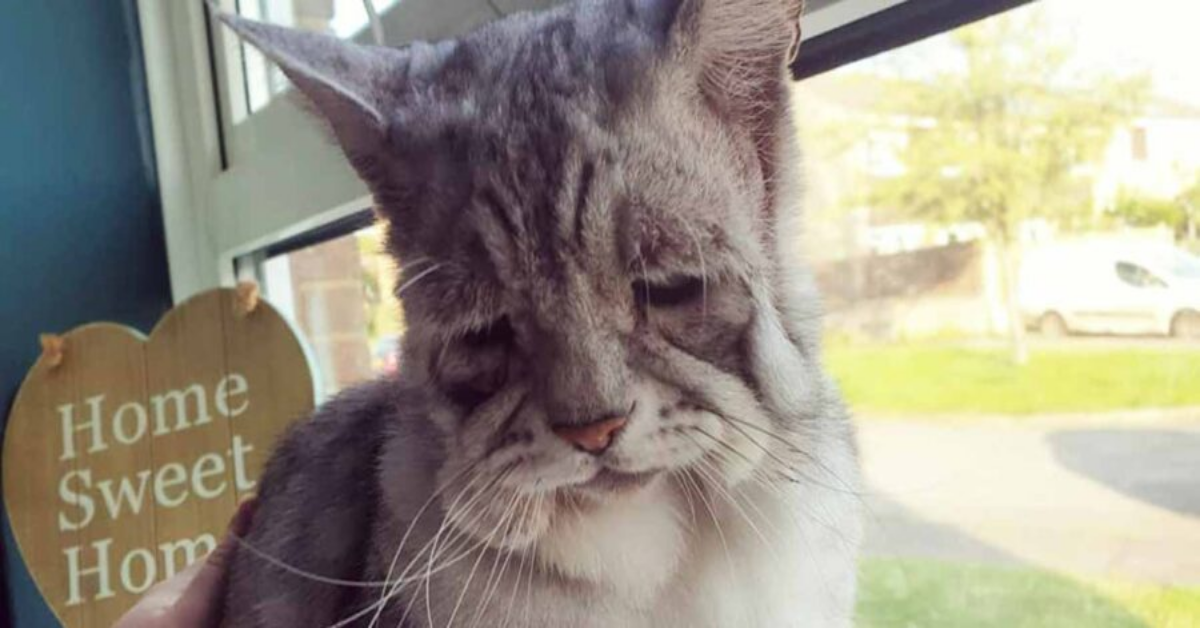 Famiglia adotta gatto con bisogni speciali e gli cambia la vita