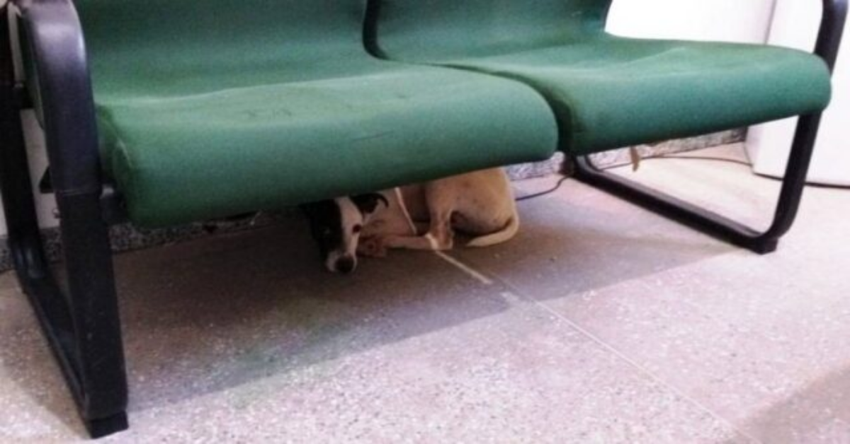 Arrestato vigilante, accusato di maltrattamenti verso il suo cane