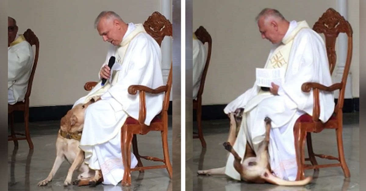 Cane entra in chiesa mentre il prete celebra la messa
