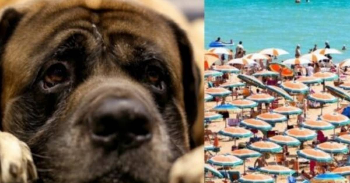 Cani in spiaggia, la sentenza: “i comuni non possono vietarlo”