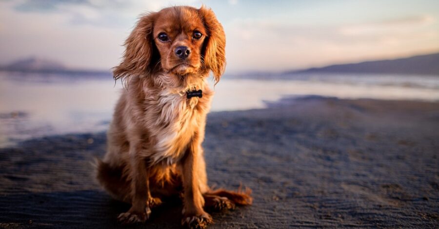 Chi chiamare se si trova un cane abbandonato