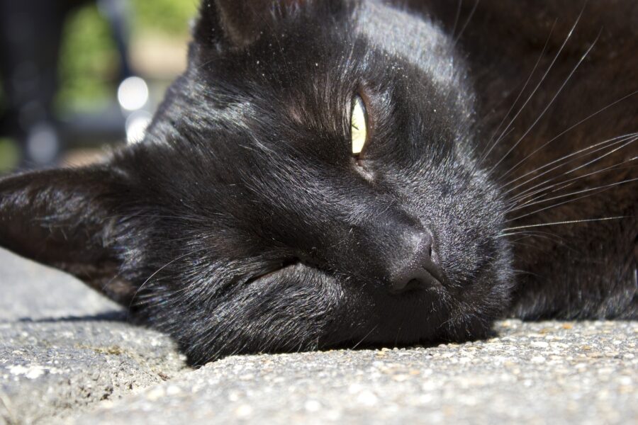 Come proteggere il gatto dal caldo