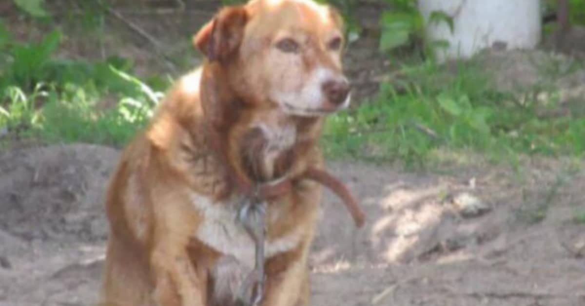 Costretta alla catena per 12 anni, conosce l’amore poco prima di spegnersi per sempre