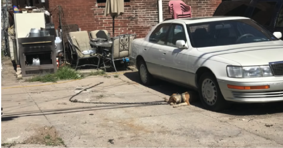 La cagnolina Follon si trascina dal suo salvatore
