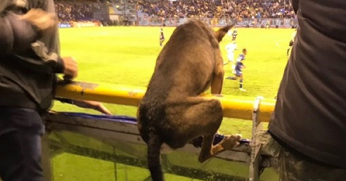 Firulais, il cane entrato in un campo da calcio non per giocare