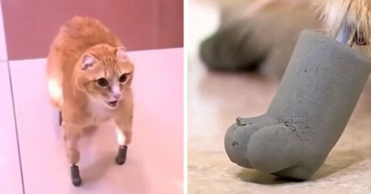 Gatto salvato dal congelamento, torna a camminare grazie a delle innovative protesi