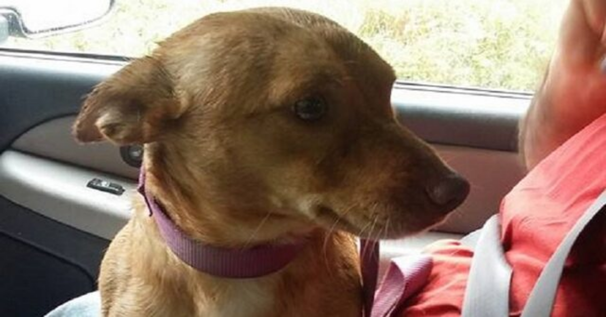 Ha rincorso la macchina del suo padrone, finché le sue zampette non hanno ceduto