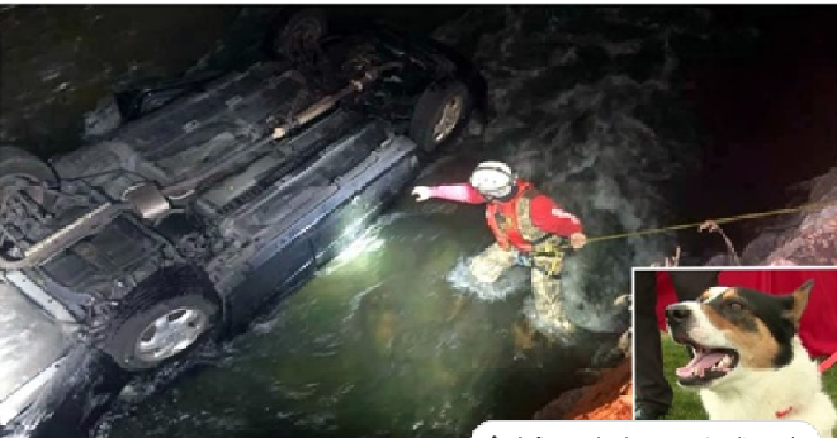 Donna ubriaca vittima di un incidente compie un gesto spregevole