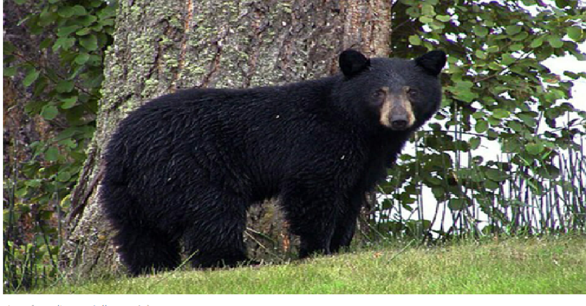 La merenda dell’orso