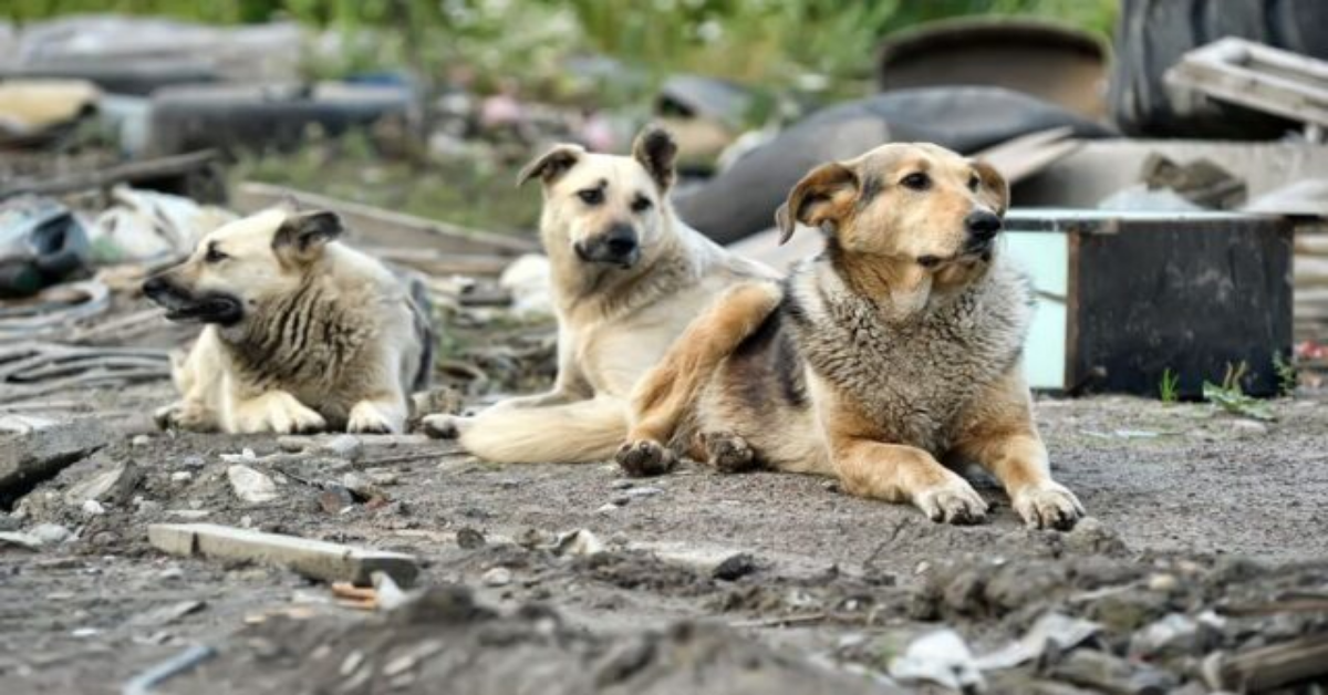 Perché in Olanda non ci sono cani randagi?