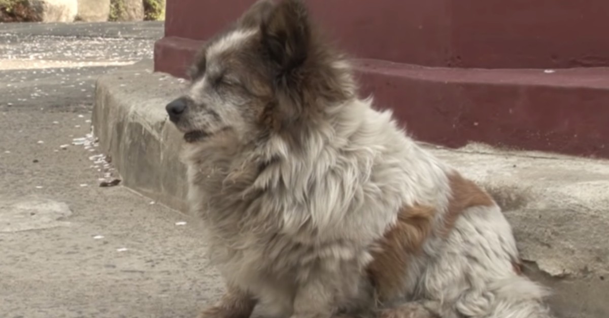 Dopo 10 anni, il cane aspetta ancora colui che lo ha abbandonato
