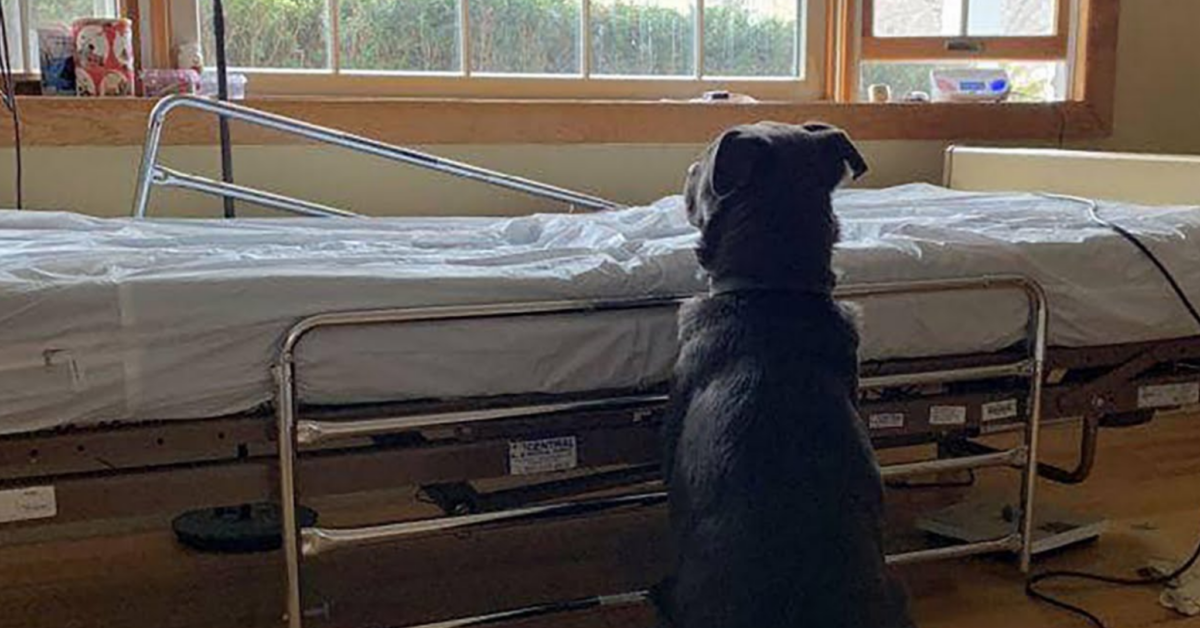 Moose, il labrador che aspetta il suo padrone