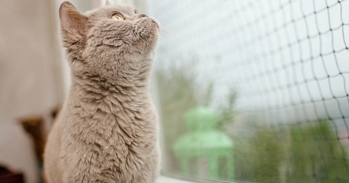 Protezione finestre per gatti