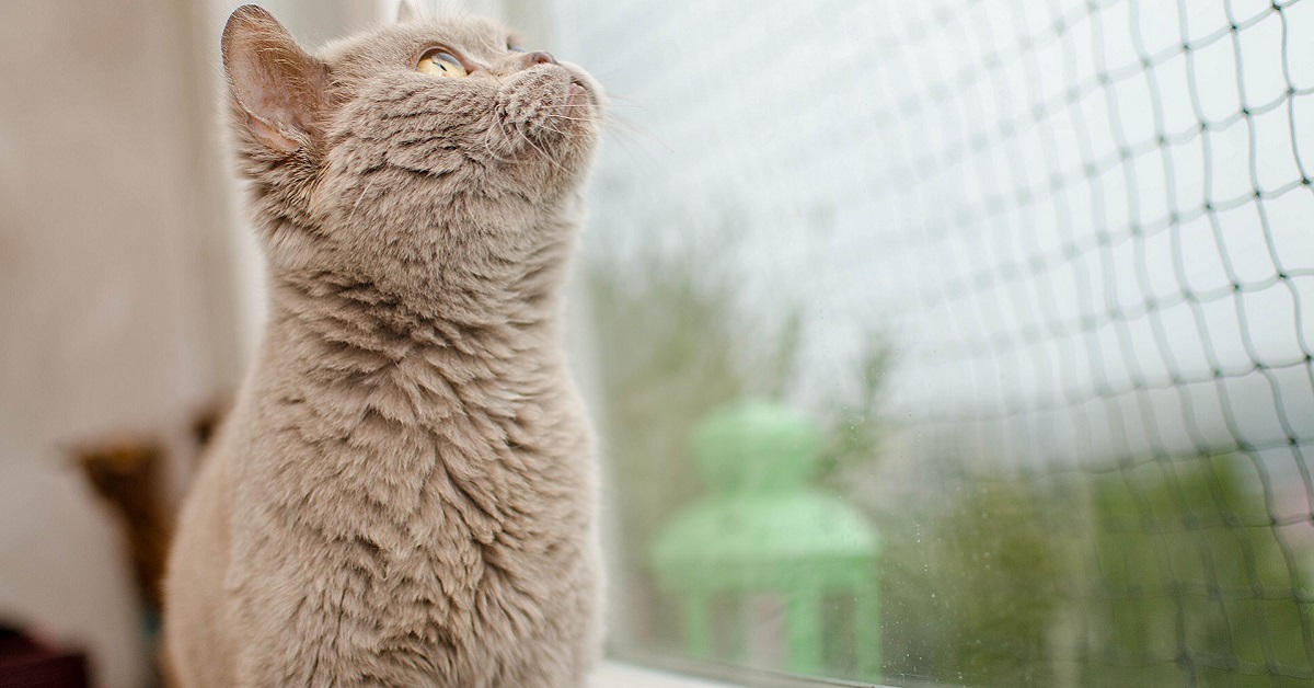 Protezione finestre per gatti: come rendere sicura la casa